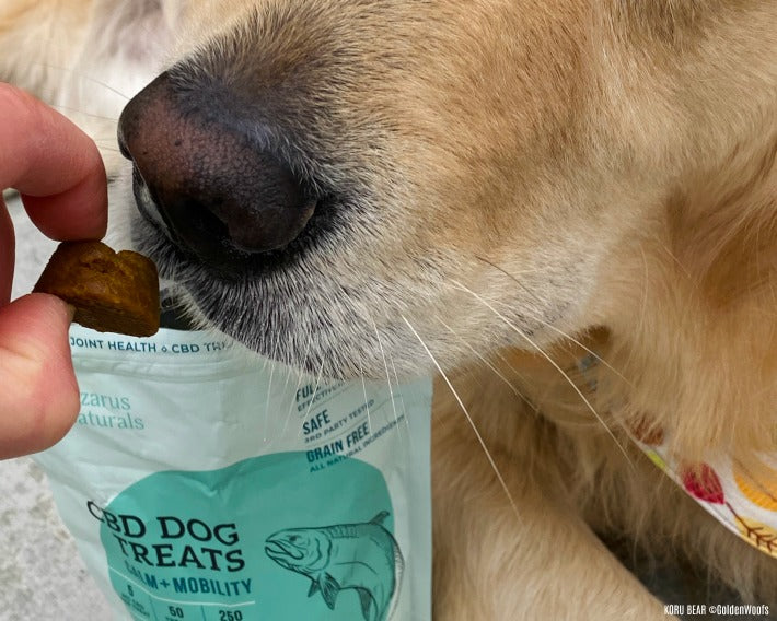 Lazarus Naturals Digestive Health CBD Dog Chews - Pumpkin