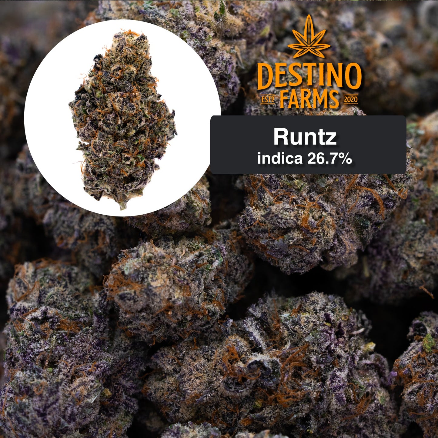 Destino Farms Indoor THCA Flower 3.5G