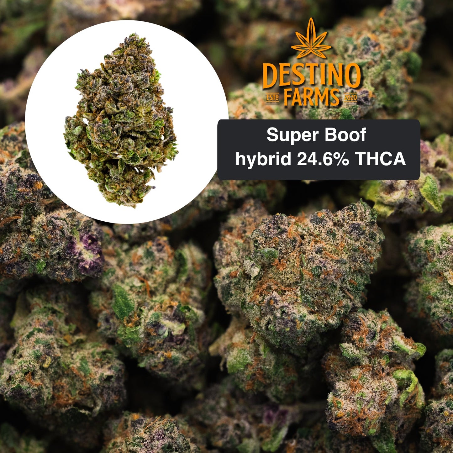 Destino Farms Indoor THCA Flower 3.5G