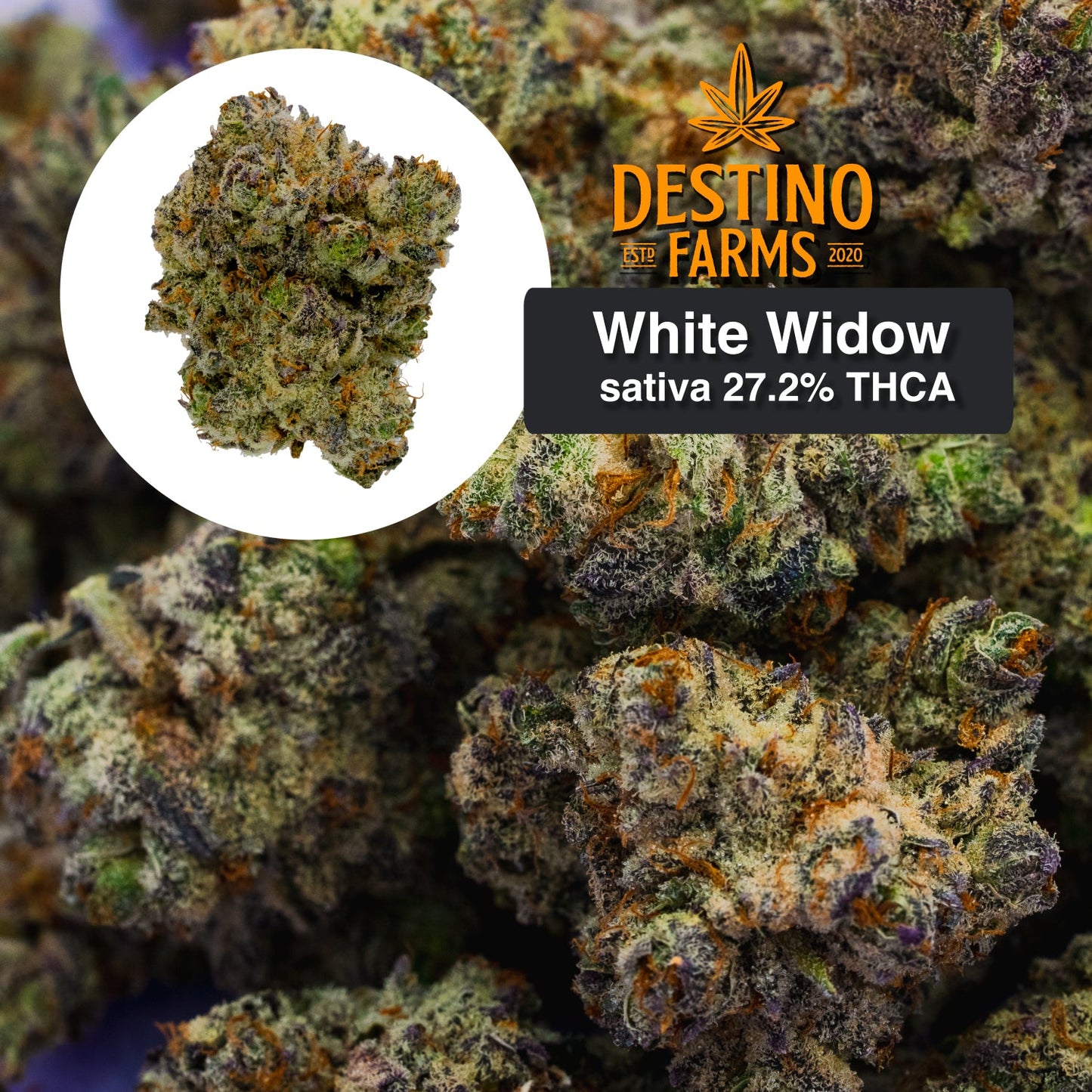 Destino Farms Indoor THCA Flower 3.5G