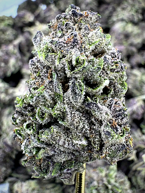 Destino Farms Indoor Exotic THC-A 7G Jar